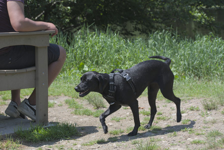 20250622_Dog park and Dog Park Again__DSC0339_.jpg