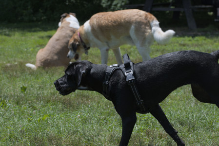 20250622_Dog park and Dog Park Again__DSC0340_.jpg