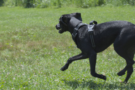 20250622_Dog park and Dog Park Again__DSC0343_.jpg