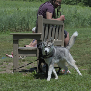 20250622_Dog park and Dog Park Again__DSC0375_.jpg