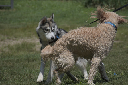 20250622_Dog park and Dog Park Again__DSC0388_.jpg