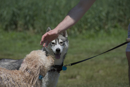 20250622_Dog park and Dog Park Again__DSC0393_.jpg