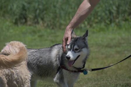 20250622_Dog park and Dog Park Again__DSC0395_.jpg