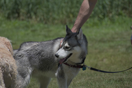 20250622_Dog park and Dog Park Again__DSC0396_.jpg