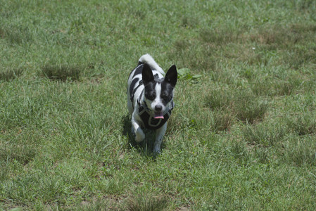 20250622_Dog park and Dog Park Again__DSC0411_.jpg