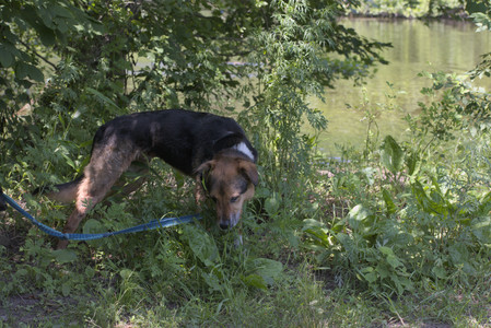 20250622_Dog park and Dog Park Again__DSC0414_.jpg