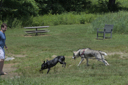 20250622_Dog park and Dog Park Again__DSC0419_.jpg
