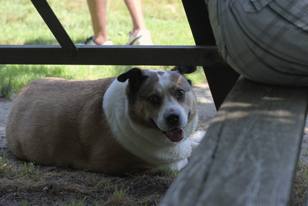 20250622_Dog park and Dog Park Again__DSC0459_.jpg