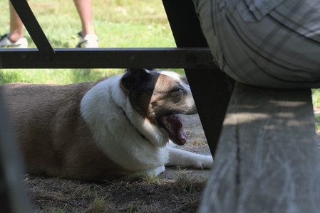 20250622_Dog park and Dog Park Again__DSC0461_.jpg