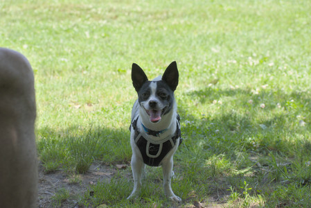 20250622_Dog park and Dog Park Again__DSC0465_.jpg