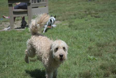 20250622_Dog park and Dog Park Again__DSC0473_.jpg