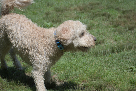 20250622_Dog park and Dog Park Again__DSC0474_.jpg