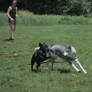 20250622_Dog park and Dog Park Again__DSC0479_.jpg