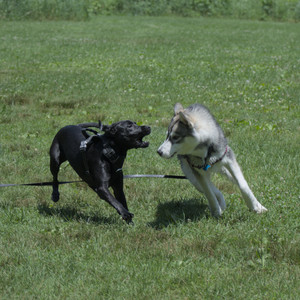 20250622_Dog park and Dog Park Again__DSC0480_.jpg