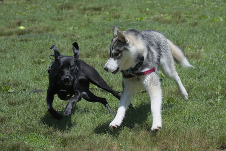 20250622_Dog park and Dog Park Again__DSC0483_.jpg