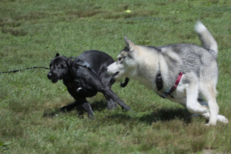 20250622_Dog park and Dog Park Again__DSC0484_.jpg