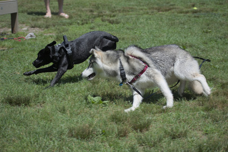 20250622_Dog park and Dog Park Again__DSC0485_.jpg