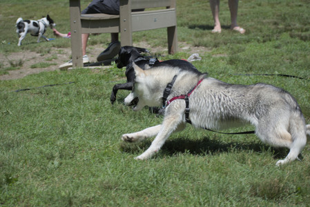 20250622_Dog park and Dog Park Again__DSC0486_.jpg