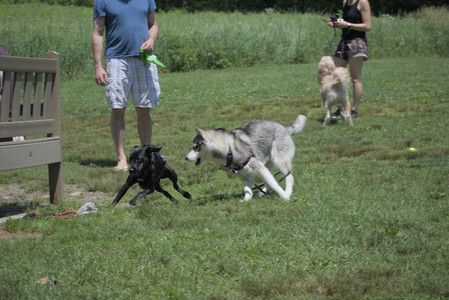 20250622_Dog park and Dog Park Again__DSC0489_.jpg