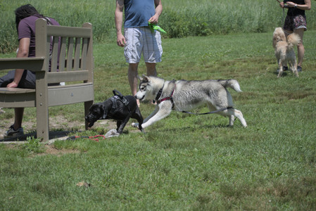 20250622_Dog park and Dog Park Again__DSC0490_.jpg