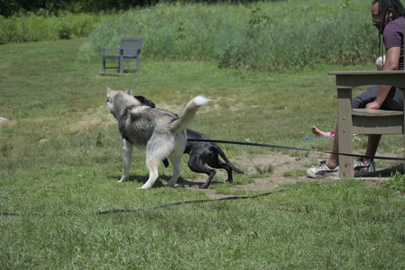 20250622_Dog park and Dog Park Again__DSC0491_.jpg