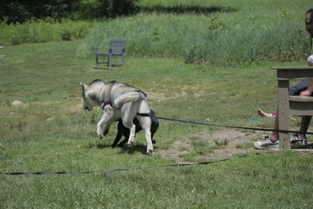 20250622_Dog park and Dog Park Again__DSC0492_.jpg