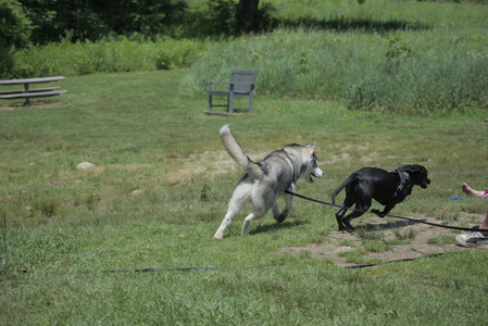 20250622_Dog park and Dog Park Again__DSC0493_.jpg