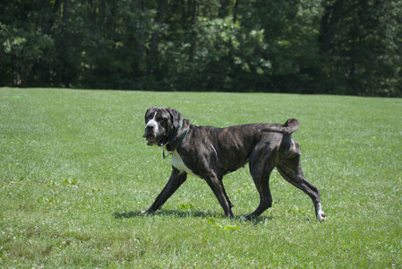 20250622_Dog park and Dog Park Again__DSC0499_.jpg