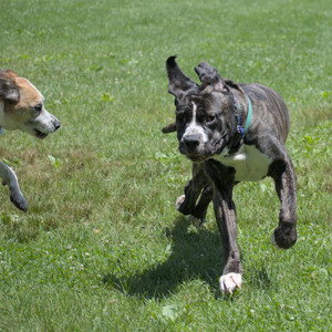 20250622_Dog park and Dog Park Again__DSC0504_.jpg