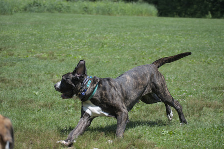 20250622_Dog park and Dog Park Again__DSC0508_.jpg