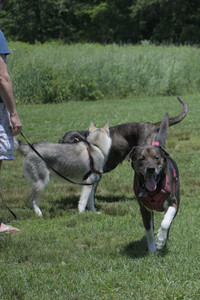 20250622_Dog park and Dog Park Again__DSC0510_.jpg