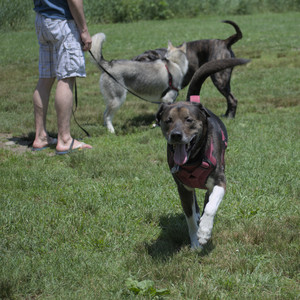 20250622_Dog park and Dog Park Again__DSC0515_.jpg