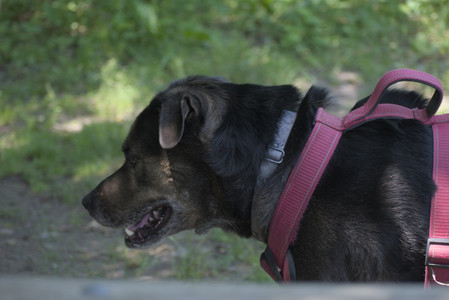 20250622_Dog park and Dog Park Again__DSC0519_.jpg