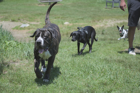 20250622_Dog park and Dog Park Again__DSC0526_.jpg