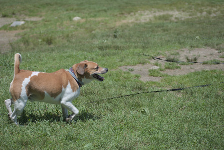 20250622_Dog park and Dog Park Again__DSC0531_.jpg