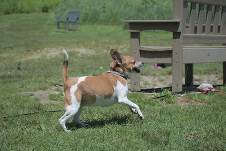 20250622_Dog park and Dog Park Again__DSC0533_.jpg