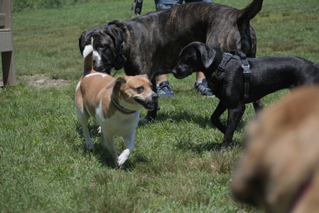 20250622_Dog park and Dog Park Again__DSC0536_.jpg