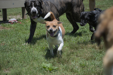 20250622_Dog park and Dog Park Again__DSC0538_.jpg