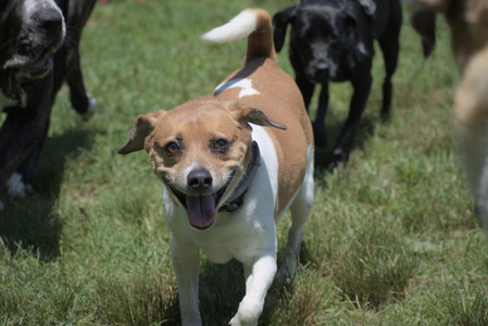 20250622_Dog park and Dog Park Again__DSC0542_.jpg