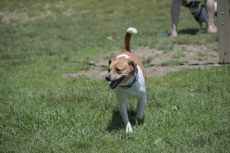 20250622_Dog park and Dog Park Again__DSC0547_.jpg