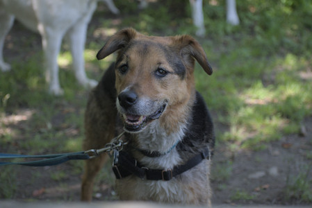 20250622_Dog park and Dog Park Again__DSC0549_.jpg