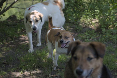 20250622_Dog park and Dog Park Again__DSC0554_.jpg