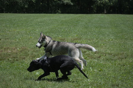 20250622_Dog park and Dog Park Again__DSC0557_.jpg