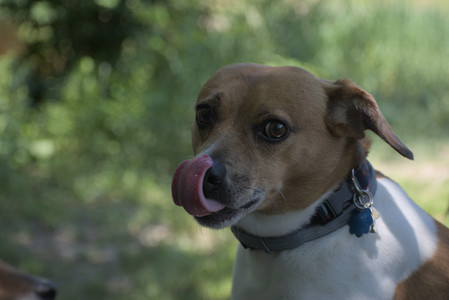 20250622_Dog park and Dog Park Again__DSC0559_.jpg