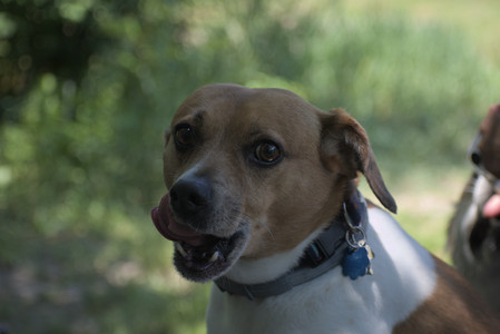 20250622_Dog park and Dog Park Again__DSC0560_.jpg