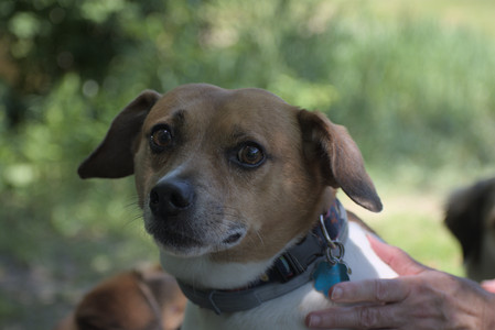 20250622_Dog park and Dog Park Again__DSC0562_.jpg