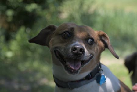 20250622_Dog park and Dog Park Again__DSC0565_.jpg