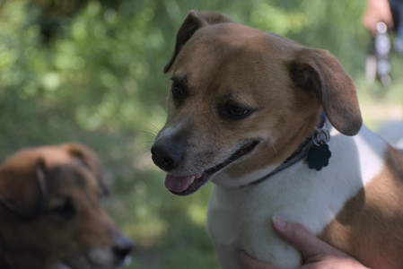 20250622_Dog park and Dog Park Again__DSC0580_.jpg