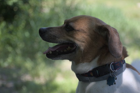 20250622_Dog park and Dog Park Again__DSC0587_.jpg