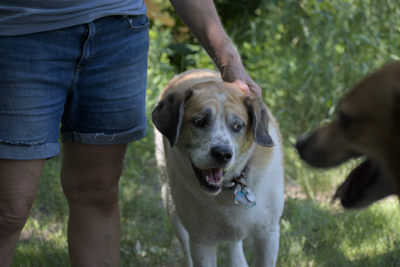 20250622_Dog park and Dog Park Again__DSC0592_.jpg